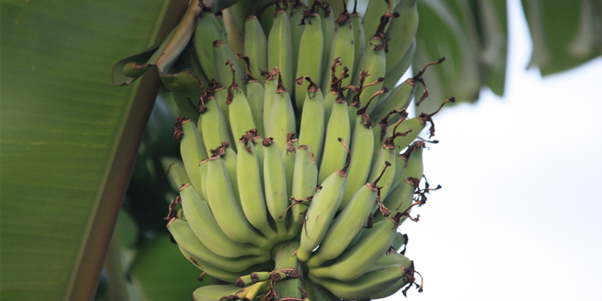 La coltivazione delle banane minacciata dai nematodi